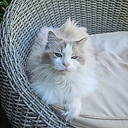 Iloa participe au concours pour gagner de l'argent avec cette photo : cat, fluffy_cat, wicker_chair, outdoor, pet, animal, feline, white_cat, gray_cat, cushion, relaxed, resting, nature, garden, close_up, portrait, whiskers, paw, comfort, sunlight