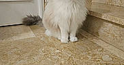 Iloa a rejoint le concours — aidez-le/la à gagner de superbes lots ! cat, fluffy, indoor, marble_floor, stairs, white_door, sitting, pet, feline, calm, majestic, domestic_animal, fur, whiskers, tail, home_interior, quiet, floor_tiles, animal_portrait, cute