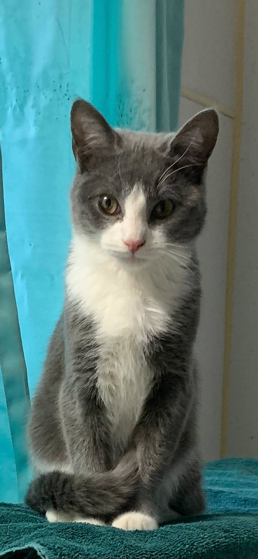 Griffin is registered to the contest to win money with this photo: blue, carnivore, cat, domestic_short_haired_cat, door, eye, felidae, fur, grey, head, iris, paw, small_to_medium_sized_cats, snout, tail, whiskers, window