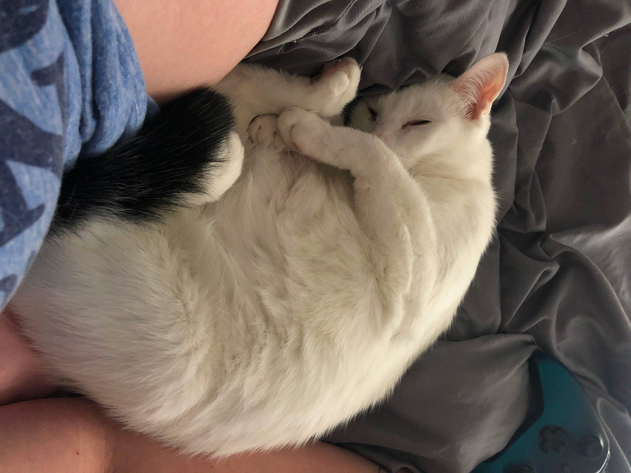 Panda joined the competition — help win amazing prizes! cat, chinchilla, claw, ear, fawn, felidae, fur, hand, nap, paw, small_to_medium_sized_cats, snout, whiskers