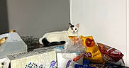 Panda joined the competition — help win amazing prizes! asian, carnivore, carton, cat, domestic_short_haired_cat, european_shorthair, felidae, kitten, paper, room, small_to_medium_sized_cats, turkish_van