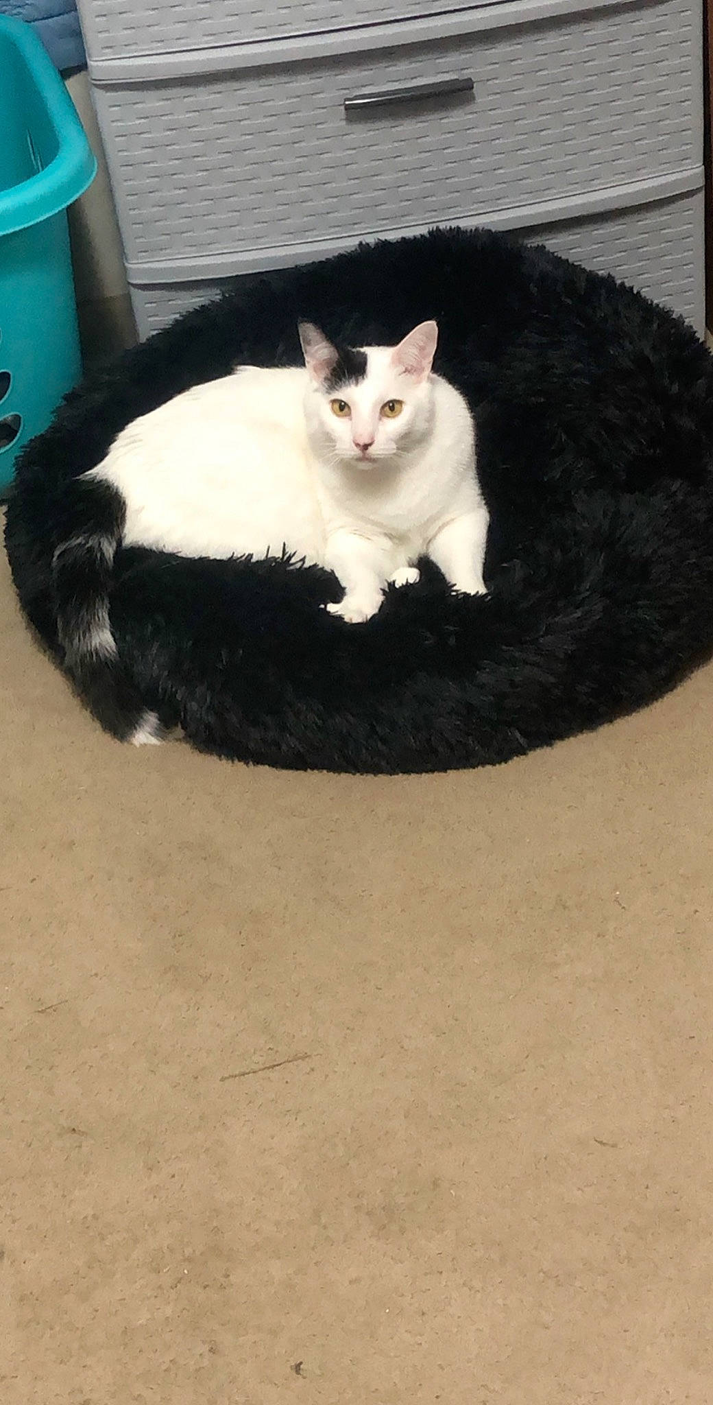 Panda joined the competition — help win amazing prizes! black_cat, carnivore, cat, cat_bed, domestic_short_haired_cat, european_shorthair, felidae, fur, kitten, mammal, ojos_azules, paw, polydactyl_cat, small_to_medium_sized_cats, tail, whiskers