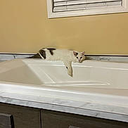 Chase joined the competition — help win amazing prizes! cat, bathtub, indoor, window, blinds, wall, relaxed, white, brown, feline, pet, animal, stretching, home, furniture, marble, cabinet, domestic, quiet, resting