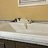 cat, bathtub, indoor, window, blinds, wall, relaxed, white, brown, feline, pet, animal, stretching, home, furniture, marble, cabinet, domestic, quiet, resting