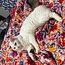 Chase is registered to the contest to win money with this photo: cat, white_cat, fluffy, pet, animal, indoor, blanket, floral_pattern, colorful, relaxing, cute, feline, cozy, bed, resting, looking, paw, tail, soft, domestic