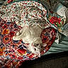 Chase joined the competition — help win amazing prizes! cat, white_cat, bed, blanket, quilt, floral_pattern, pet, indoor, cozy, resting, fur, animal, cute, relaxed, soft, comfort, domestic, home, sleepy, cute_pet