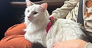 Chase is registered to the contest to win money with this photo: cat, white_cat, pet, animal, car_interior, person, seatbelt, orange_pants, beige_sweater, butterfly_print, red_harness, lap, leather_seat, window, door_handle, console, relaxed, alert, indoor, transportation