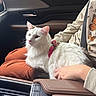 cat, white_cat, pet, animal, car_interior, person, seatbelt, orange_pants, beige_sweater, butterfly_print, red_harness, lap, leather_seat, window, door_handle, console, relaxed, alert, indoor, transportation