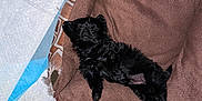 Paris is registered to the contest to win money with this photo: animal, bed, black_fur, brown_bed, canine, cozy, crate, cute, dog, fur, home, indoor, napping, pads, paw, pet, puppy, resting, sleeping, small_dog
