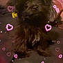 Paris is registered to the contest to win money with this photo: adorable, animal, black_dog, cozy, cute, dog, ears, face, fluffy, furry, hearts, indoor, love, nose, pet, portrait, sitting, small_dog, sparkles, whiskers