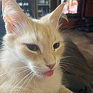Trapper joined the competition — help win amazing prizes! abyssinian, angora, animal, bodypart, cat, computerhardware, electronics, entertainmentcenter, hardware, hardwood, kitten, manx, monitor, mouth, person, pet, screen, siamese, tongue, tv