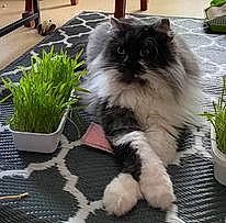 Diamant a rejoint le concours — aidez-le/la à gagner de superbes lots ! carnivore, cat, companion_dog, fawn, felidae, flooring, flowerpot, fur, grass, green, groundcover, houseplant, photograph, plant, small_to_medium_sized_cats, snout, tail, terrestrial_animal, terrestrial_plant, whiskers