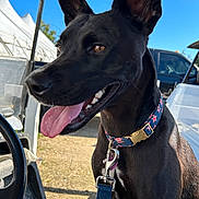 Harlow joined the competition — help win amazing prizes! dog, black_dog, animal, pet, collar, leash, vehicle, outdoor, daylight, ears, tongue, happy, panting, sky, nature, transportation, close_up, canine, mammal, cute