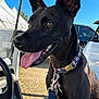 dog, black_dog, animal, pet, collar, leash, vehicle, outdoor, daylight, ears, tongue, happy, panting, sky, nature, transportation, close_up, canine, mammal, cute