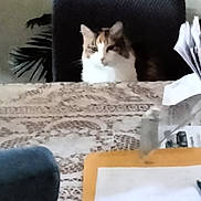 Ally joined the competition — help win amazing prizes! cat, chair, table, papers, folder, lace_tablecloth, indoor, furniture, plant, blur, pet, domestic_animal, sitting, houseplant, background, office_supplies, document, paperwork, calm, home