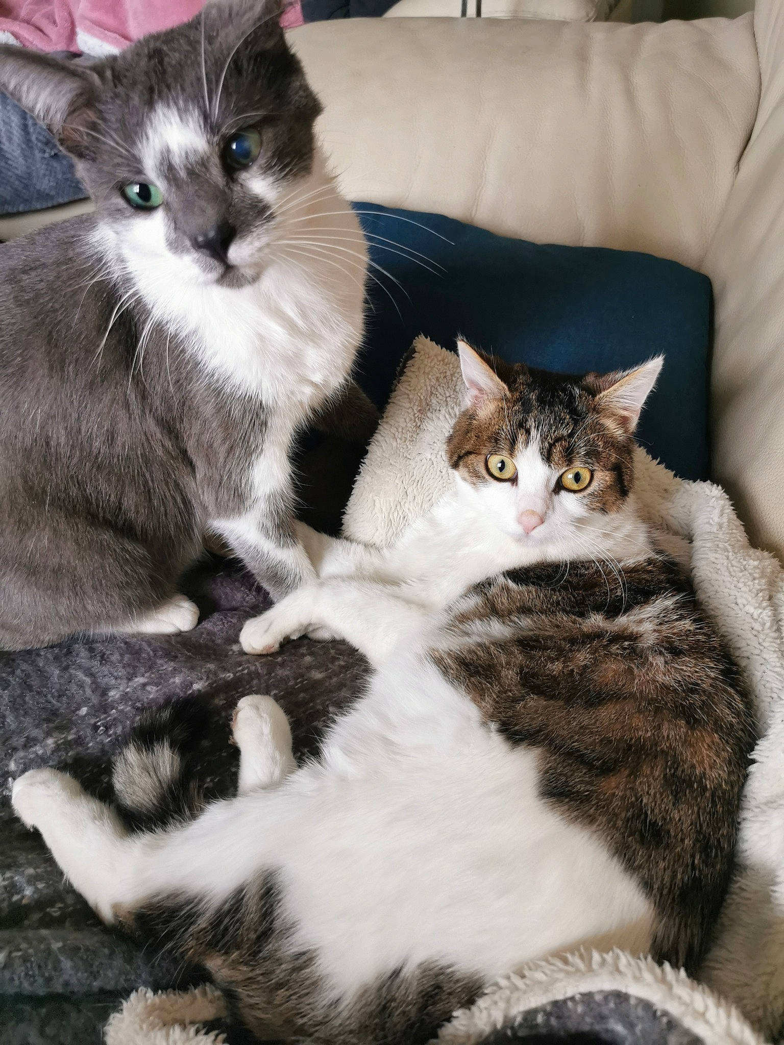 Olhain participe au concours pour gagner de l'argent avec cette photo : carnivore, cat, cat_supply, claw, comfort, couch, domestic_short_haired_cat, felidae, fur, grey, mammal, paw, sitting, small_to_medium_sized_cats, tail, whiskers