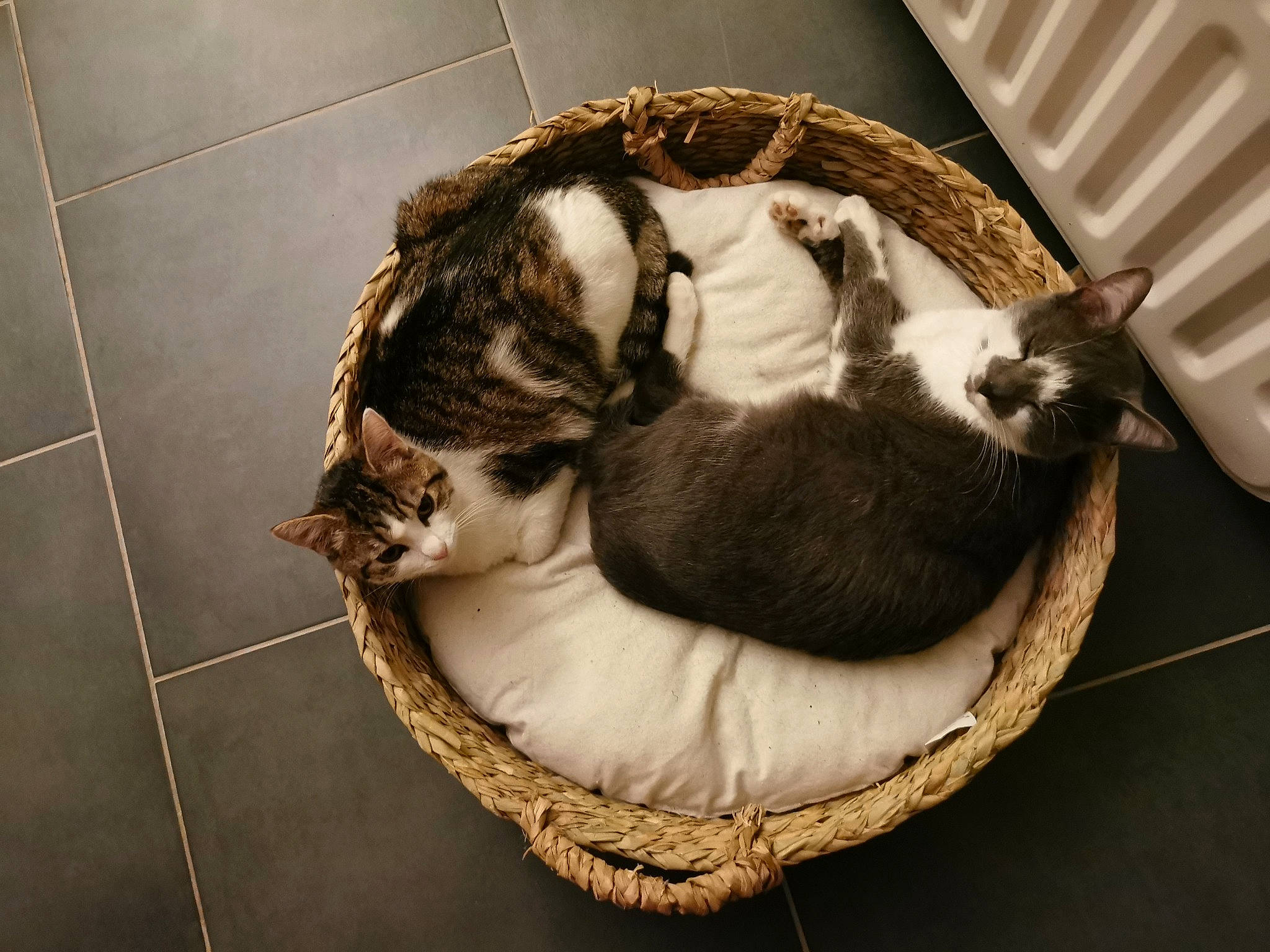 Olhain participe au concours pour gagner de l'argent avec cette photo : basket, canidae, carnivore, cat, cat_bed, cat_furniture, cat_supply, comfort, companion_dog, dog_breed, domestic_short_haired_cat, fawn, felidae, fur, pet_supply, small_to_medium_sized_cats, tail, tile_flooring, whiskers, wood