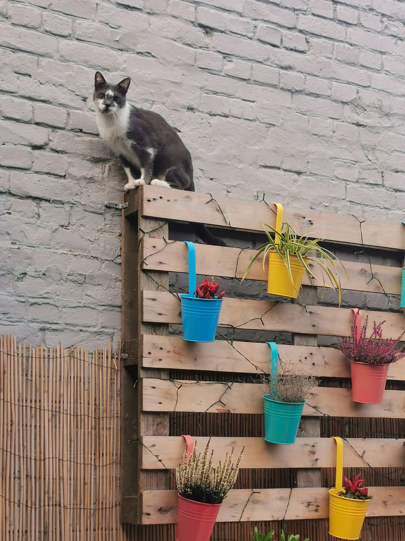 Olhain participe au concours pour gagner de l'argent avec cette photo : brick, brickwork, carnivore, cat, domestic_short_haired_cat, facade, felidae, flowerpot, grass, herb, house, houseplant, plant, roof, small_to_medium_sized_cats, tail, tints_and_shades, wall, whiskers, wood