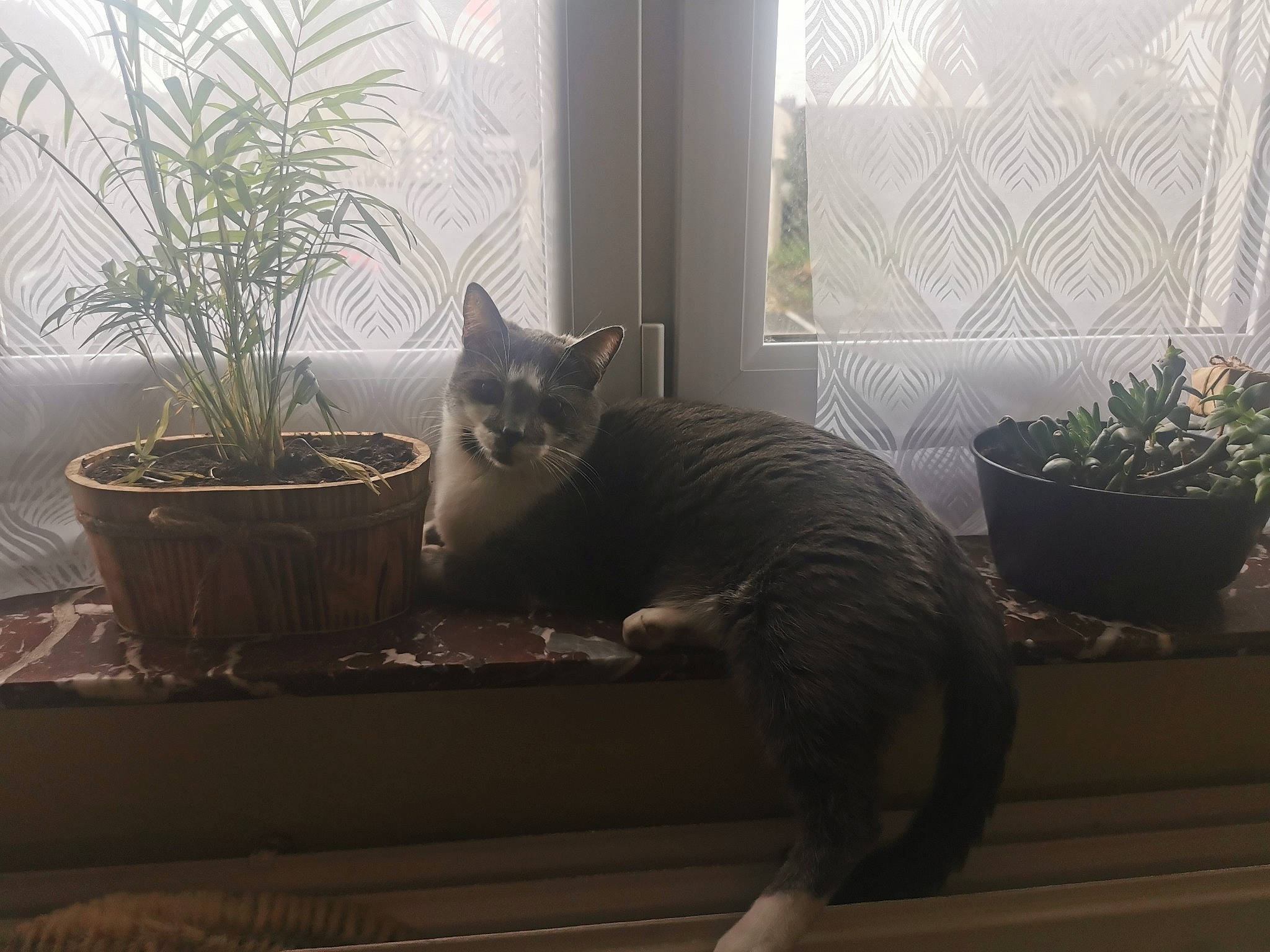 Olhain a rejoint le concours — aidez-le/la à gagner de superbes lots ! carnivore, cat, comfort, felidae, flooring, flowerpot, grass, grey, hardwood, houseplant, morning, plant, small_to_medium_sized_cats, sunlight, table, tail, vertebrate, whiskers, window, wood