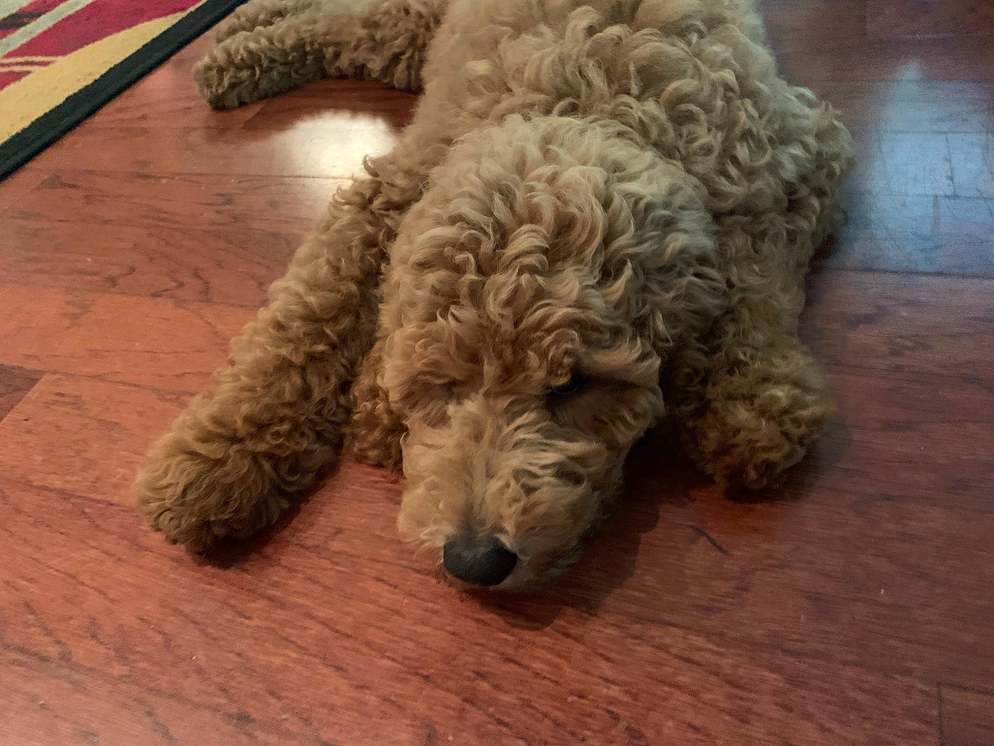 Remi is registered to the contest to win money with this photo: canidae, carnivore, cockapoo, companion_dog, dog, dog_breed, goldendoodle, labradoodle, lagotto_romagnolo, mammal, miniature_poodle, non_sporting_group, poodle, poodle_crossbreed, spanish_water_dog, sporting_group, standard_poodle, toy_poodle, vertebrate, water_dog