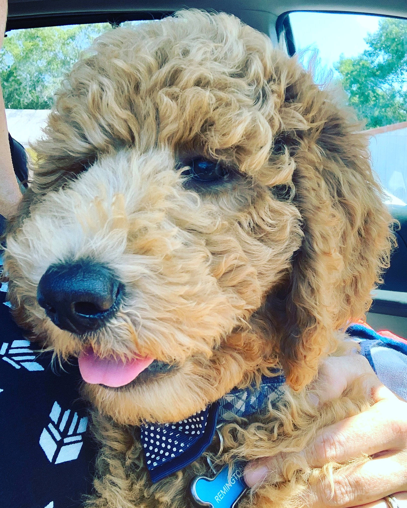 Remi joined the competition — help win amazing prizes! canidae, carnivore, cockapoo, companion_dog, dog, dog_breed, goldendoodle, labradoodle, maltepoo, mammal, miniature_poodle, poodle_crossbreed, puppy, rare_breed_dog, schnoodle, snout, sporting_group, terrier, toy_poodle, vertebrate