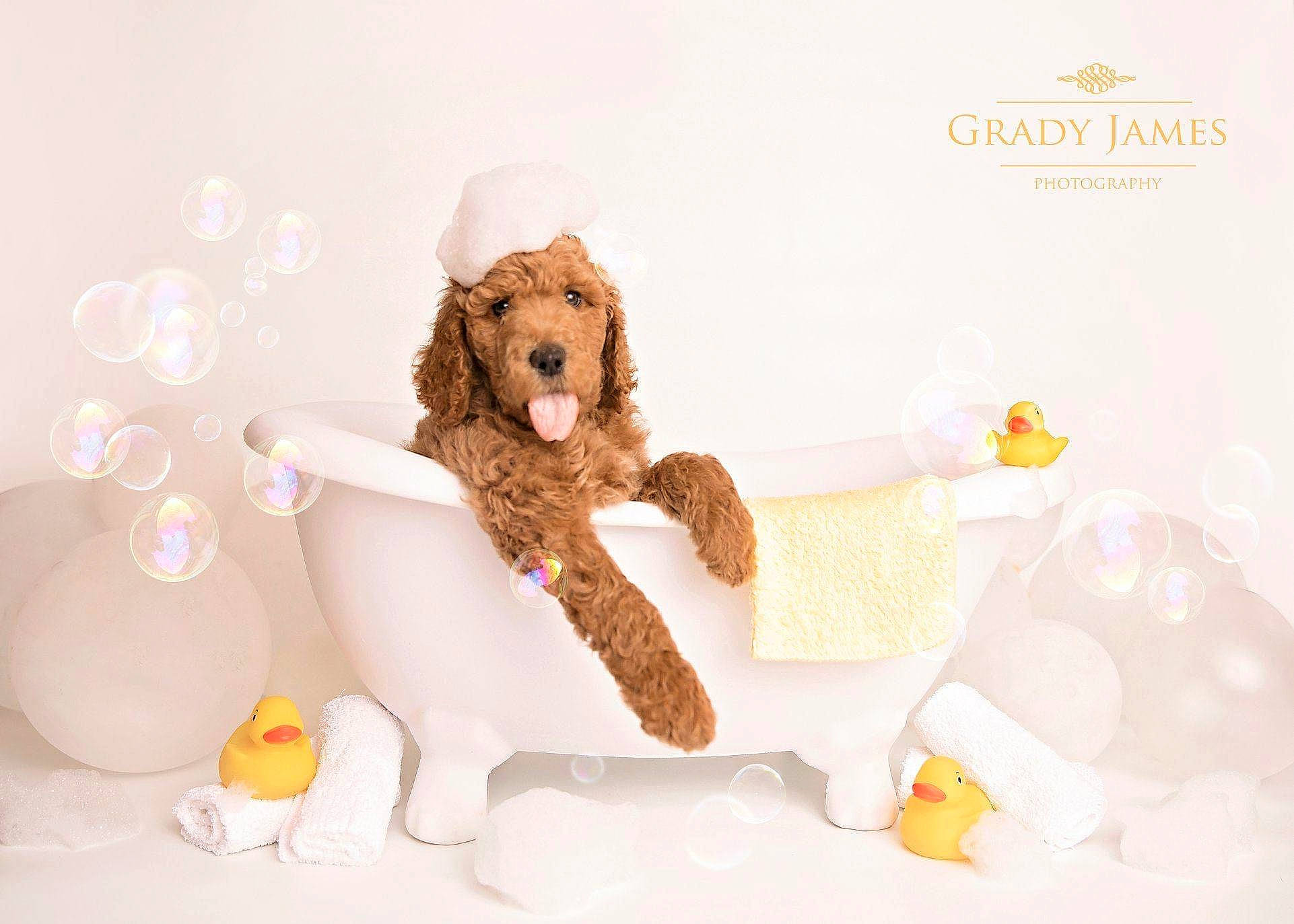 Remi is registered to the contest to win money with this photo: american_cocker_spaniel, canidae, carnivore, cockapoo, cocker_spaniel, companion_dog, dog, dog_breed, labradoodle, poodle, puppy, sporting_group, toy_poodle