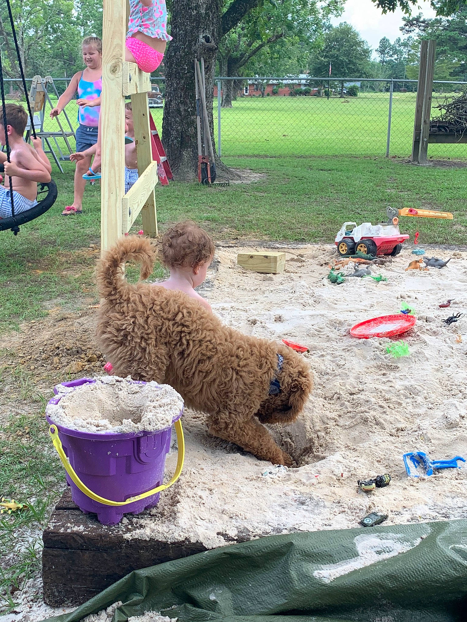 Remi is registered to the contest to win money with this photo: canidae, dog, fawn, soil, spanish_water_dog, sporting_group