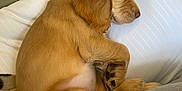 Luna is registered to the contest to win money with this photo: animal, blanket, brown, comfort, cozy, cute, dog, floppy_ears, fur, indoor, laying_down, nap, pet, pillow, puppy, relaxed, resting, sleeping, soft, young