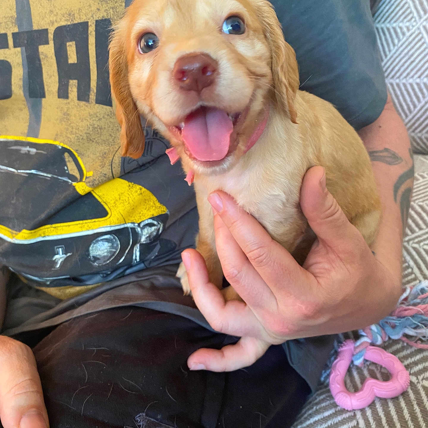 Luna joined the competition — help win amazing prizes! closeup, clothing, collar, cute, dog, graphic_tshirt, hand, happy, heart_shaped_toy, indoor, patterned_cushion, person, pet, puppy, sitting, smiling, tongue, toy, tshirt, young_dog
