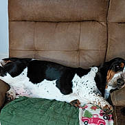 Dolly is registered to the contest to win money with this photo: dog, basset_hound, couch, sofa, brown_upholstery, sleeping, relaxed, indoor, blanket, paw, muzzle, droopy_eyes, furniture, pet, cupholder, living_room, nap, spotted_coat, black_and_white, floppy_ears