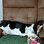 dog, basset_hound, couch, sofa, brown_upholstery, sleeping, relaxed, indoor, blanket, paw, muzzle, droopy_eyes, furniture, pet, cupholder, living_room, nap, spotted_coat, black_and_white, floppy_ears