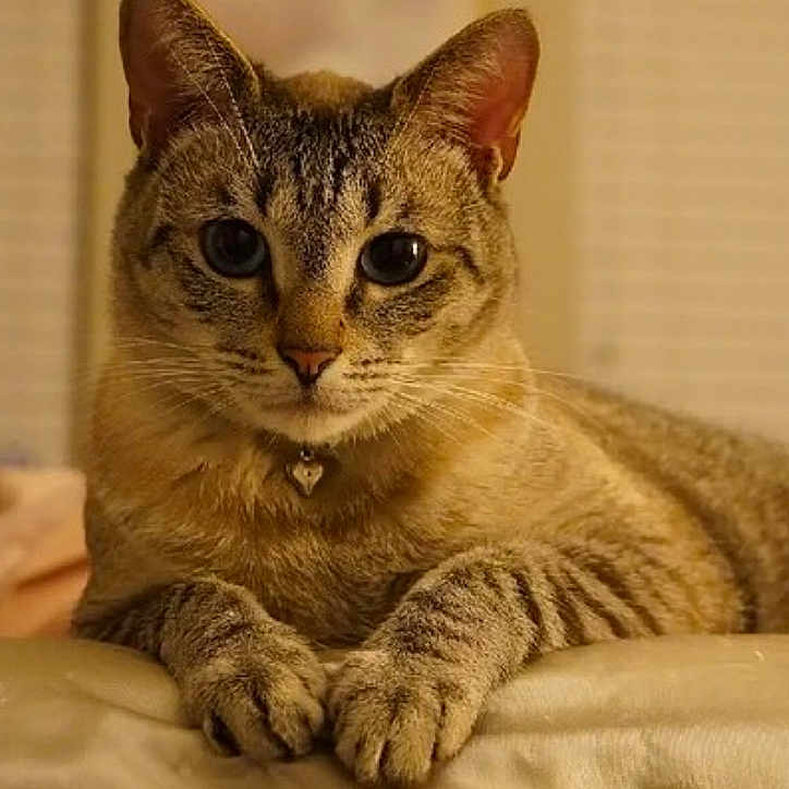 Oliver joined the competition — help win amazing prizes! animal, blue_eyes, cat, close_up, collar, curious, cute, domestic, feline, fur, heart_pendant, indoor, lying_down, paws, pet, portrait, relaxed, soft_lighting, tabby, whiskers