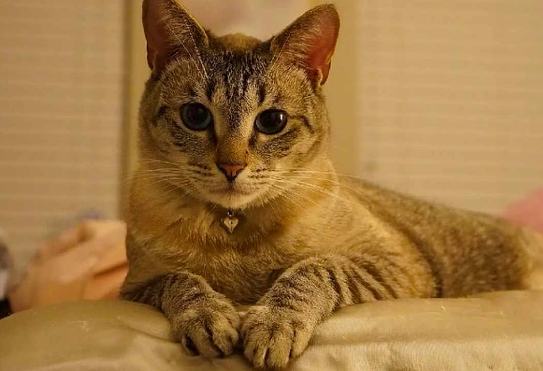 Oliver joined the competition — help win amazing prizes! cat, tabby, blue_eyes, pet, collar, heart_pendant, paws, lying_down, close_up, indoor, feline, whiskers, soft_lighting, relaxed, curious, animal, domestic, fur, cute, portrait