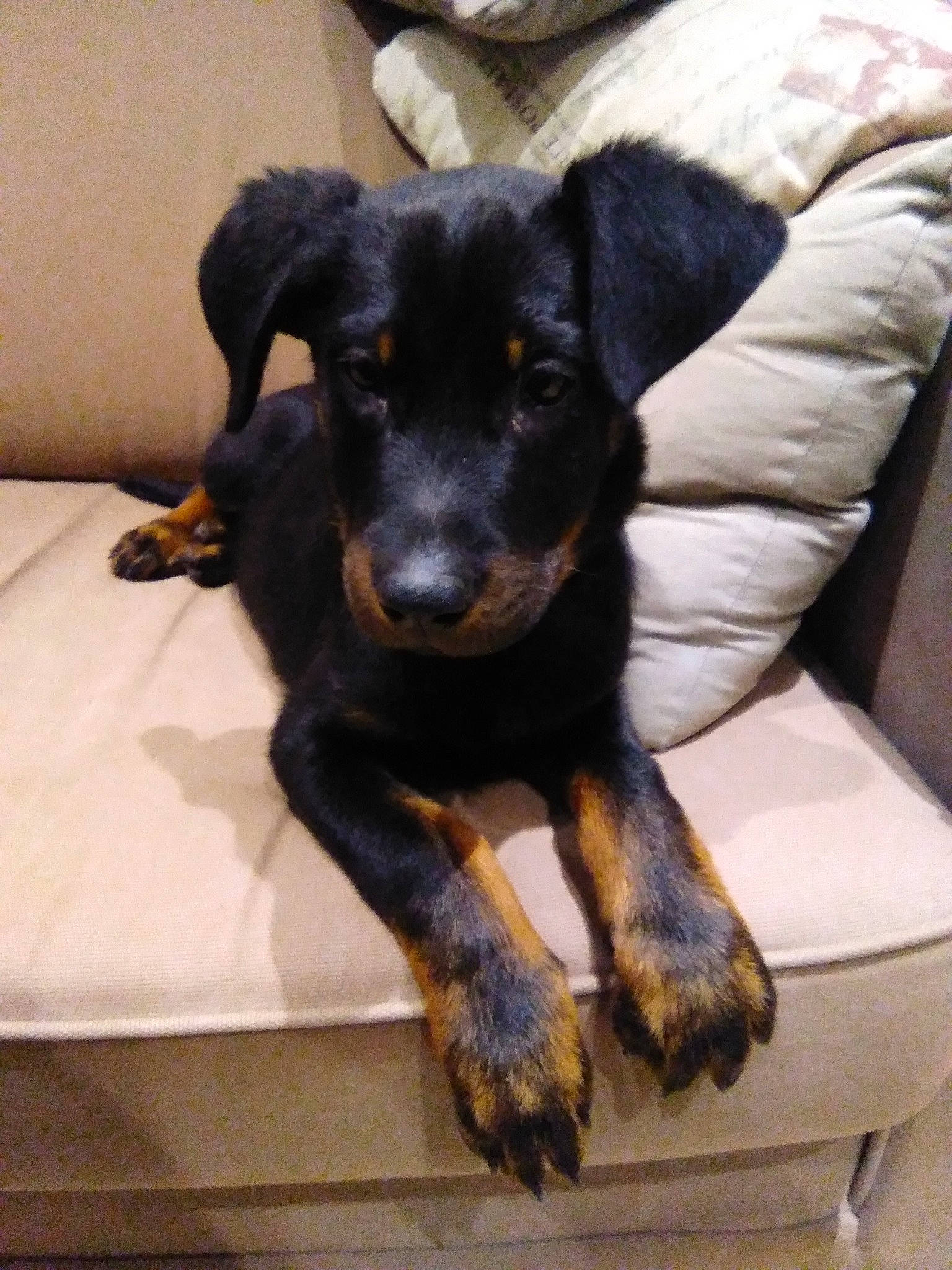 Reese participe au concours pour gagner de l'argent avec cette photo : canidae, carnivore, comfort, companion_dog, couch, dog, dog_breed, fawn, fur, guard_dog, paw, puppy, sleeper_chair, snout, sporting_group, toy_dog, whiskers, working_animal, working_dog