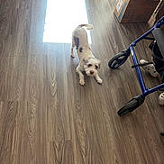 Scotty joined the competition — help win amazing prizes! dog, wooden_floor, sunlight, stretching, indoor, walker, cardboard_box, plastic_bottles, vertical_blinds, pet, playful, brown_and_white_fur, shadow, home, flooring, light_patch, domestic, small_dog, toy, living_space