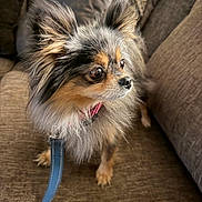 Lil Girl is registered to the contest to win money with this photo: dog, small_dog, fluffy, ears, leash, brown_couch, indoor, pet, animal, alert, fur, sitting, looking, closeup, companion, cute, domestic, canine, household, portrait