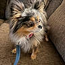 dog, small_dog, fluffy, ears, leash, brown_couch, indoor, pet, animal, alert, fur, sitting, looking, closeup, companion, cute, domestic, canine, household, portrait