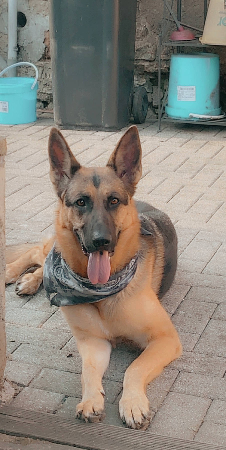 Mia a rejoint le concours — aidez-le/la à gagner de superbes lots ! belgian_shepherd, belgian_shepherd_malinois, canidae, carnivore, dog, dog_breed, east_european_shepherd, fawn, german_shepherd_dog, king_shepherd, kunming_wolfdog, mammal, old_german_shepherd_dog, police_dog, rare_breed_dog, shiloh_shepherd_dog, snout, street_dog, vertebrate, working_dog