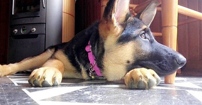 Mia participe au concours pour gagner de l'argent avec cette photo : canidae, carnivore, dog, dog_breed, east_european_shepherd, fawn, german_shepherd_dog, king_shepherd, kunming_wolfdog, mammal, old_german_shepherd_dog, paw, police_dog, shiloh_shepherd_dog, snout, vertebrate, wolfdog, working_dog