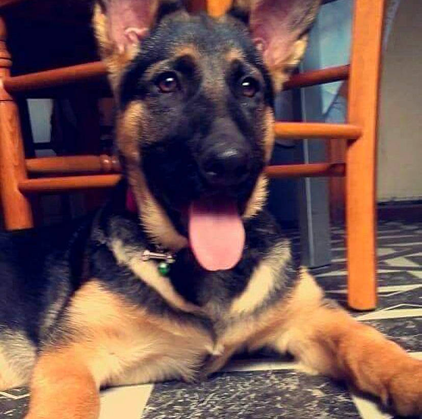 Mia participe au concours pour gagner de l'argent avec cette photo : belgian_shepherd_malinois, canidae, carnivore, dog, dog_breed, ear, east_european_shepherd, fawn, german_shepherd_dog, king_shepherd, kunming_wolfdog, mammal, old_german_shepherd_dog, police_dog, rare_breed_dog, shiloh_shepherd_dog, snout, vertebrate, working_dog