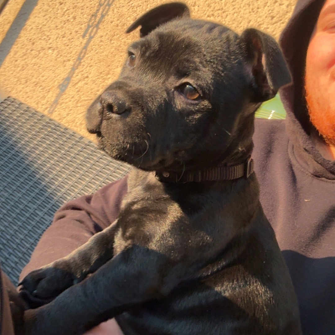 Venom participe au concours pour gagner de l'argent avec cette photo : animal, bodypart, boxer, bulldog, canine, clothing, dog, face, finger, frenchbulldog, hand, head, hound, labradorretriever, person, pet, photography, pitbull, portrait, puppy