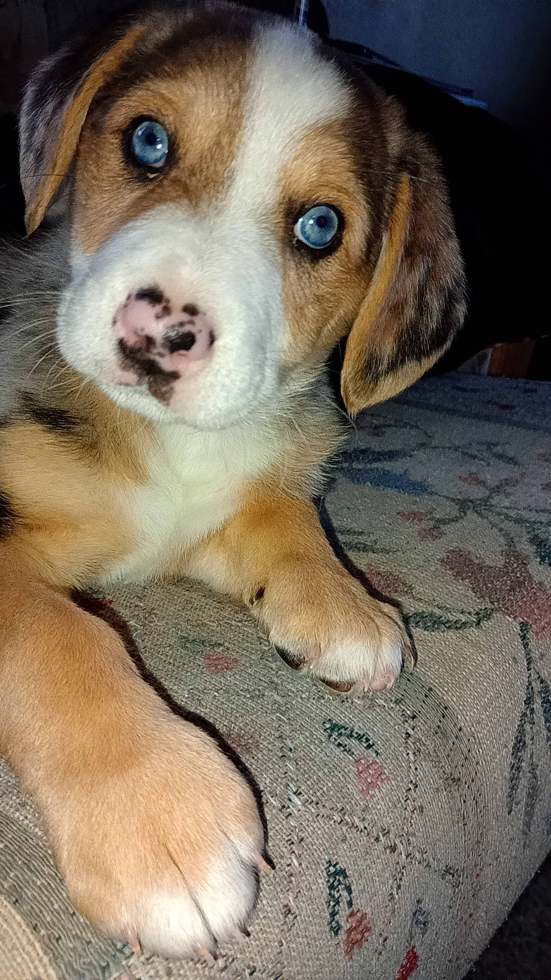 Blue joined the competition — help win amazing prizes! ancient_dog_breeds, beaglier, canidae, carnivore, companion_dog, dog, dog_breed, fawn, fur, hunting_dog, scent_hound, terrestrial_animal, whiskers, working_dog