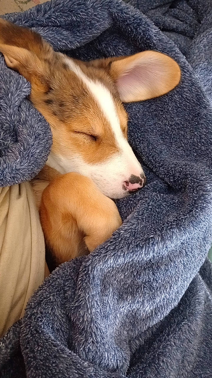 Blue is registered to the contest to win money with this photo: canidae, carnivore, comfort, companion_dog, dog, dog_breed, ear, fur, herding_dog, human_leg, nap, non_sporting_group, paw, puppy, sporting_group, tail, terrestrial_animal, whiskers, working_animal