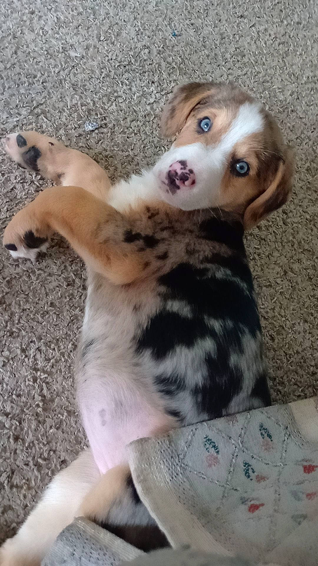 Blue joined the competition — help win amazing prizes! canidae, carnivore, companion_dog, dog, dog_breed, fawn, felidae, fur, liver, military_camouflage, pattern, paw, small_to_medium_sized_cats, snout, sporting_group, tail, terrestrial_animal, toy, whiskers, working_animal