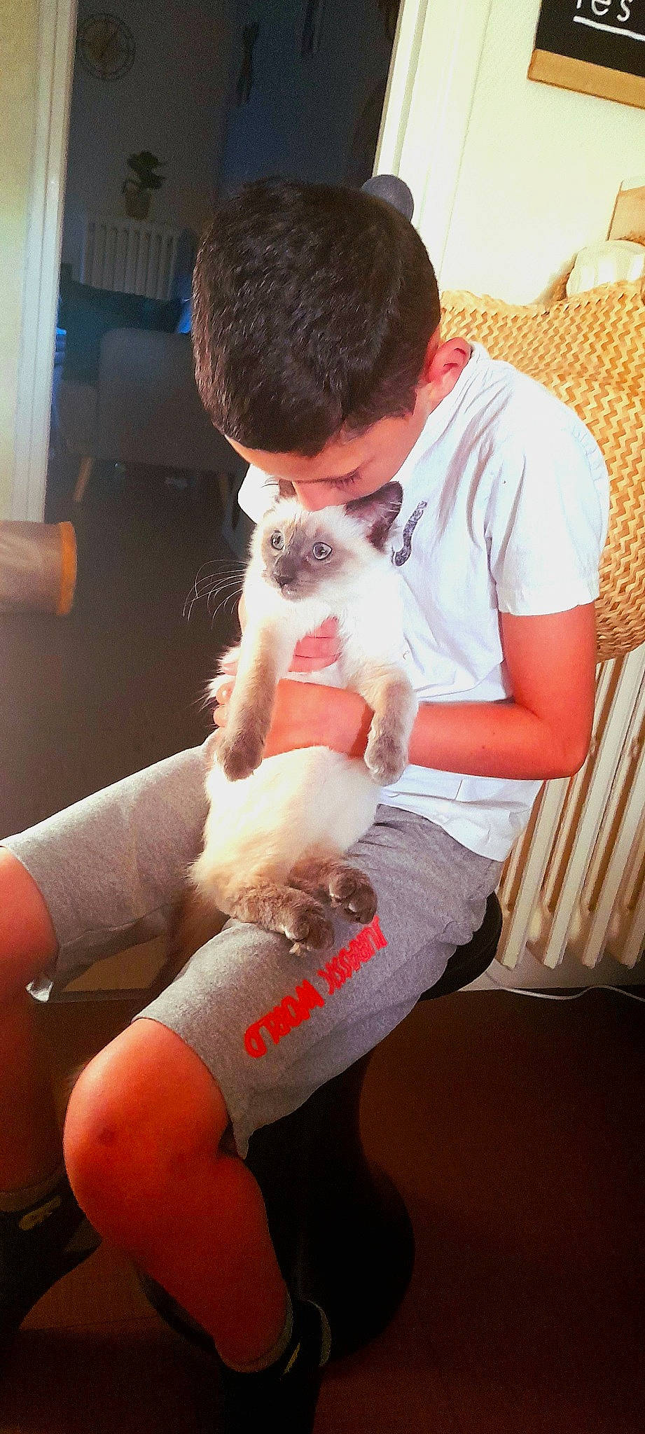 Maomi participe au concours pour gagner de l'argent avec cette photo : carnivore, cat, comfort, companion_dog, elbow, eyewear, fawn, felidae, glasses, human_leg, joint, knee, lap, leg, shorts, small_to_medium_sized_cats, sunglasses, t_shirt, thigh, whiskers