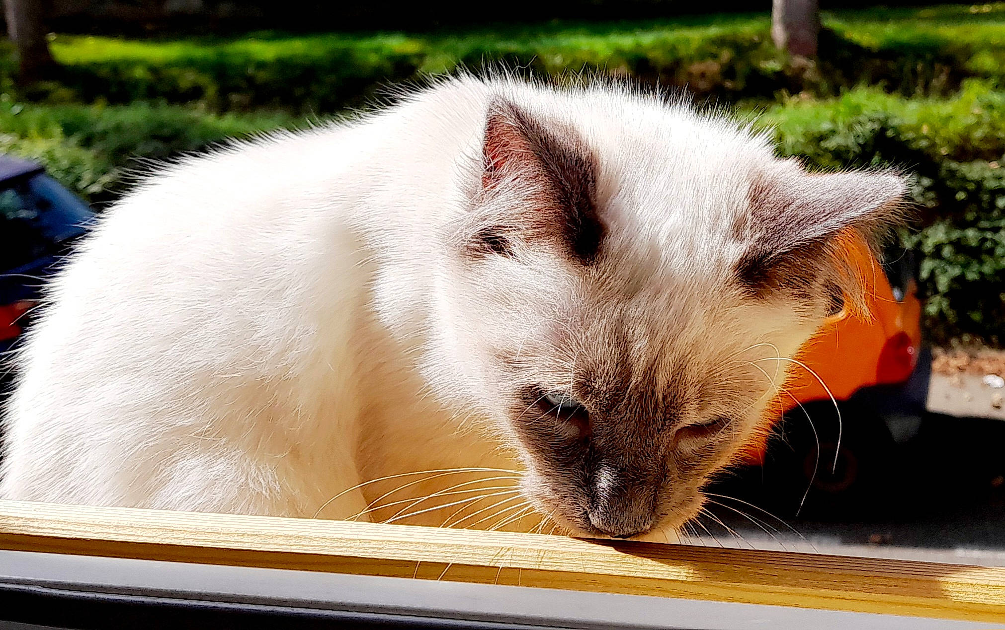 Maomi a rejoint le concours — aidez-le/la à gagner de superbes lots ! carnivore, cat, fawn, felidae, fur, grass, small_to_medium_sized_cats, snout, terrestrial_animal, whiskers, wildlife