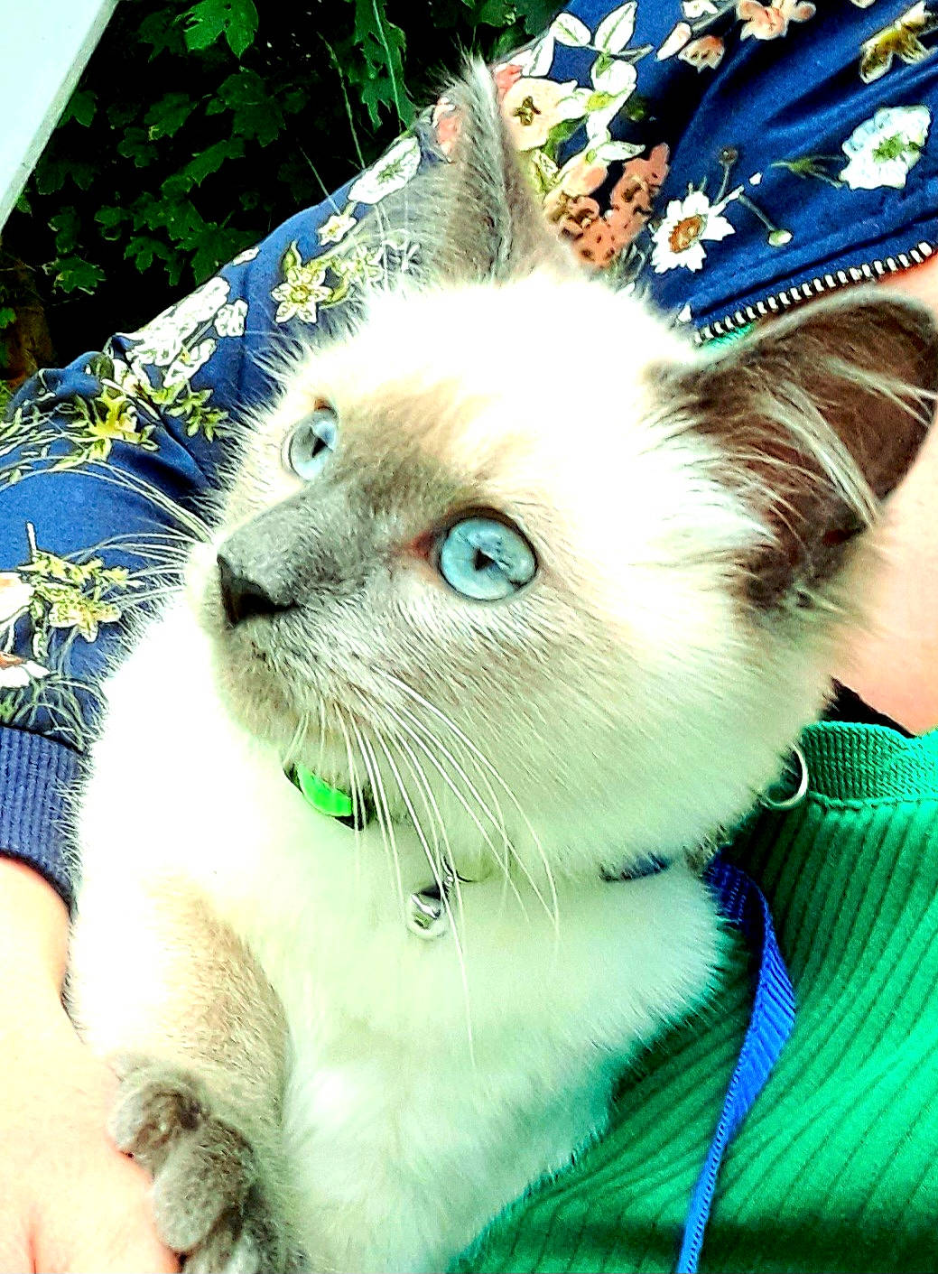 Maomi a rejoint le concours — aidez-le/la à gagner de superbes lots ! balinese, birman, blue, carnivore, cat, domestic_short_haired_cat, electric_blue, fawn, felidae, fur, gesture, grass, green, siamese, small_to_medium_sized_cats, snout, thai, whiskers