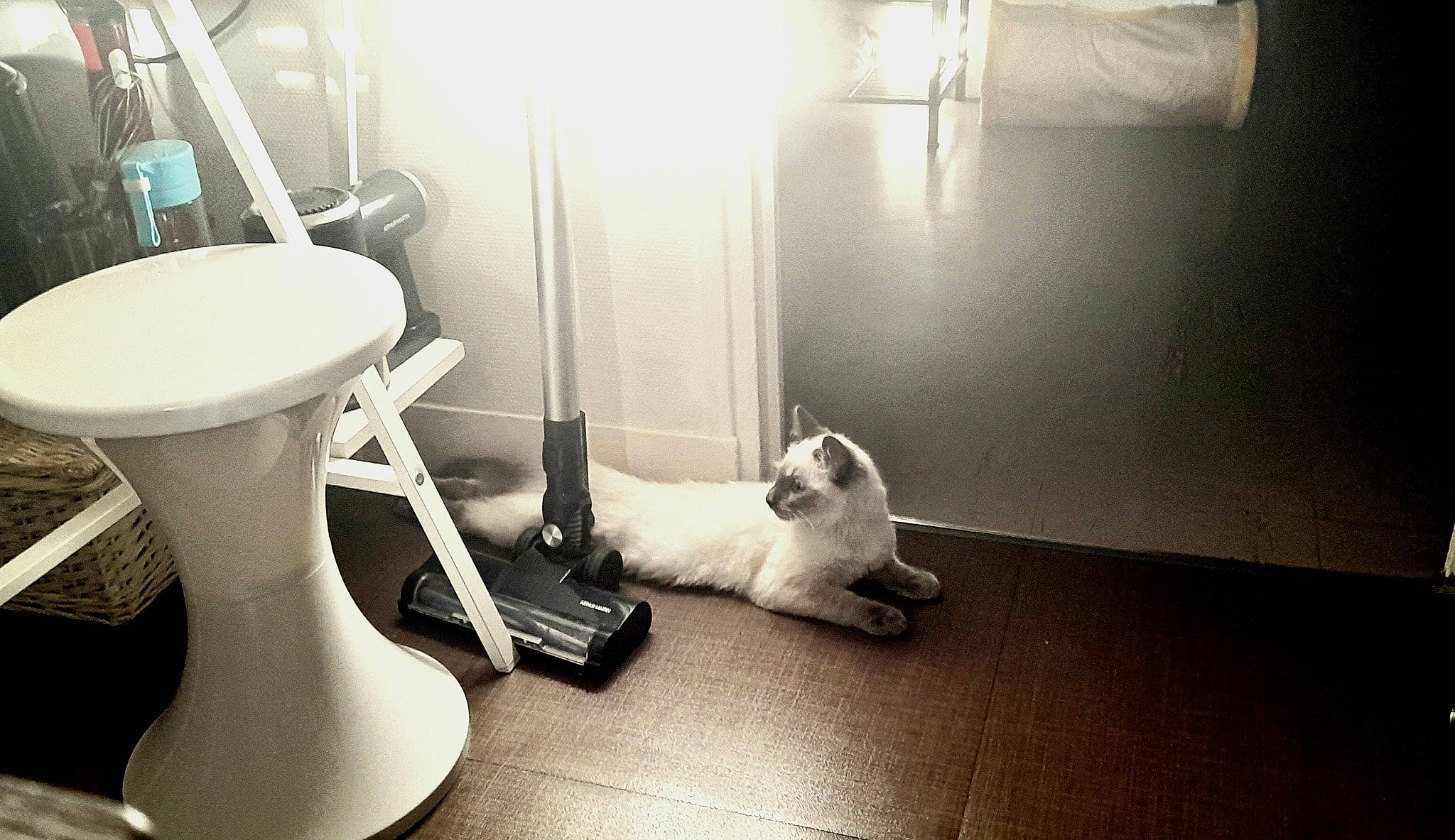 Maomi a rejoint le concours — aidez-le/la à gagner de superbes lots ! carnivore, comfort, companion_dog, dog, dog_breed, felidae, floor, flooring, hardwood, household_supply, human_leg, interior_design, lamp, monochrome_photography, room, sitting, small_to_medium_sized_cats, toy_dog, whiskers, wood