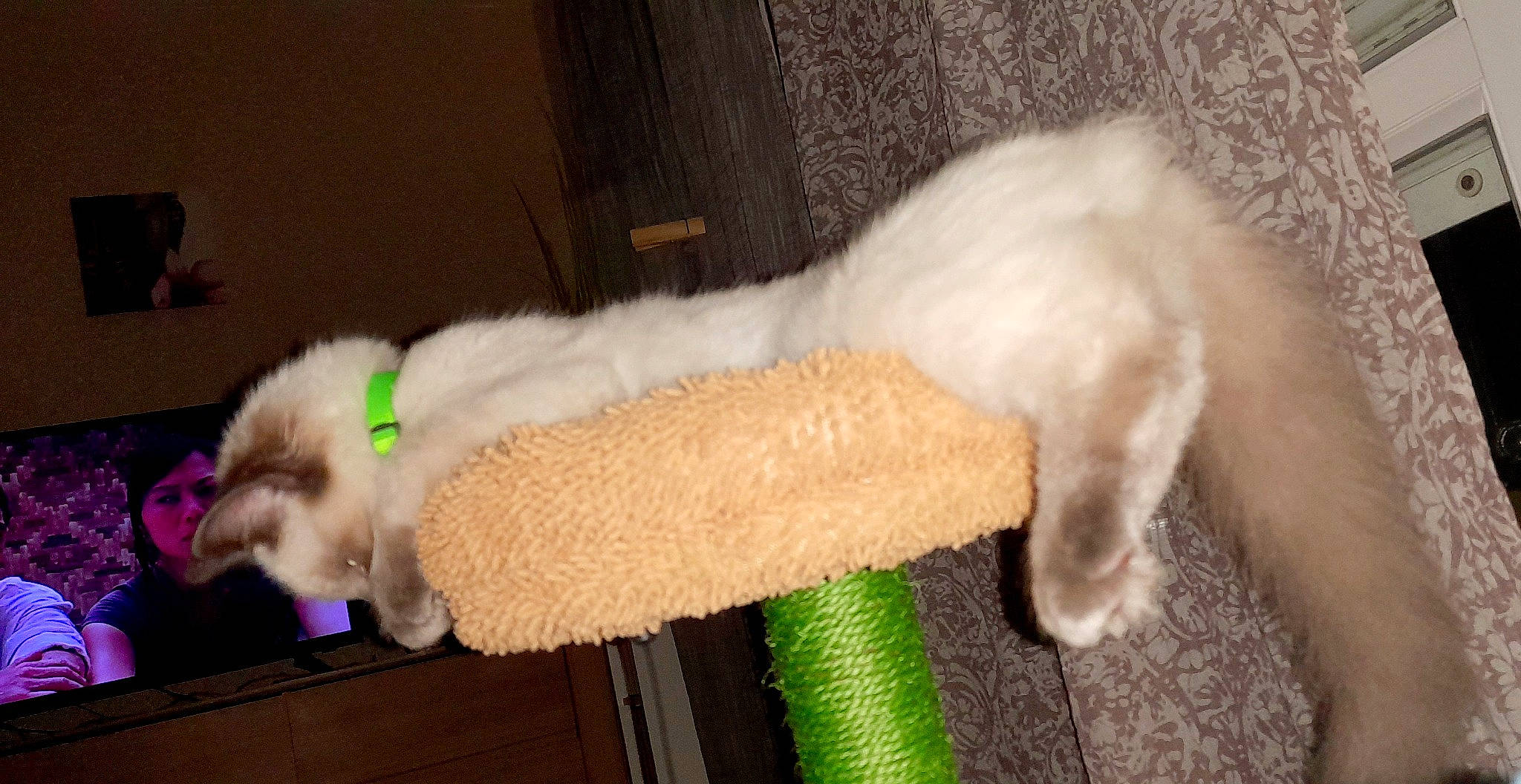 Maomi participe au concours pour gagner de l'argent avec cette photo : canidae, carnivore, cat_supply, chair, comfort, companion_dog, dog, dog_breed, dog_supply, fawn, felidae, fur, pet_supply, small_to_medium_sized_cats, snout, sporting_group, tail, toy_dog, whiskers, wool