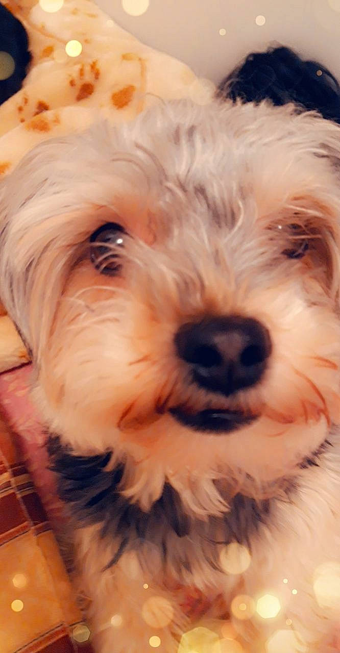 Nash a rejoint le concours — aidez-le/la à gagner de superbes lots ! canidae, carnivore, close_up, companion_dog, dog, dog_breed, flooring, fur, maltepoo, mammal, non_sporting_group, plant, small_terrier, snout, sporting_group, terrier, toy_dog, water_dog, working_animal, yorkipoo